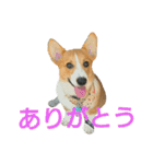 仲良しコーギー（個別スタンプ：37）