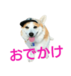 仲良しコーギー（個別スタンプ：38）