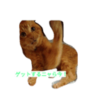 茶猫きっぺい21才（個別スタンプ：1）