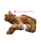 茶猫きっぺい21才（個別スタンプ：3）