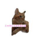 茶猫きっぺい21才（個別スタンプ：4）