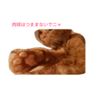 茶猫きっぺい21才（個別スタンプ：5）
