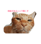 茶猫きっぺい21才（個別スタンプ：6）