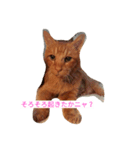 茶猫きっぺい21才（個別スタンプ：8）