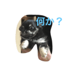 暴れん坊愛犬ルイ（個別スタンプ：2）