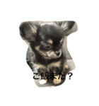 暴れん坊愛犬ルイ（個別スタンプ：3）