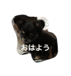 暴れん坊愛犬ルイ（個別スタンプ：4）