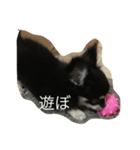 暴れん坊愛犬ルイ（個別スタンプ：5）
