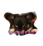 暴れん坊愛犬ルイ（個別スタンプ：6）