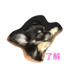暴れん坊愛犬ルイ（個別スタンプ：7）