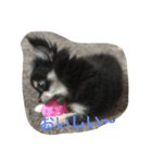 暴れん坊愛犬ルイ（個別スタンプ：8）
