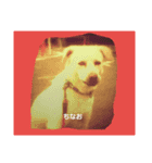 雑種犬ばんとらいん、待望の第二弾(^(工)^)（個別スタンプ：1）
