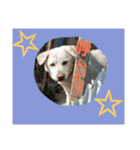 雑種犬ばんとらいん、待望の第二弾(^(工)^)（個別スタンプ：2）