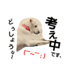 雑種犬ばんとらいん、待望の第二弾(^(工)^)（個別スタンプ：3）