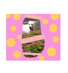 雑種犬ばんとらいん、待望の第二弾(^(工)^)（個別スタンプ：5）