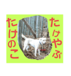 雑種犬ばんとらいん、待望の第二弾(^(工)^)（個別スタンプ：7）