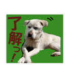 雑種犬ばんとらいん、待望の第二弾(^(工)^)（個別スタンプ：8）