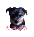 happy to dog（個別スタンプ：5）