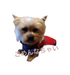 happy to dog（個別スタンプ：6）