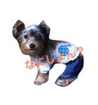 happy to dog（個別スタンプ：7）