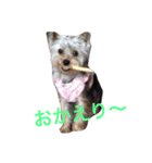 happy to dog（個別スタンプ：8）