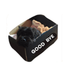 黒犬(うまき)スタンプ（個別スタンプ：4）