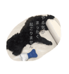 黒犬(うまき)スタンプ（個別スタンプ：13）