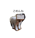 kawaii inu（個別スタンプ：3）