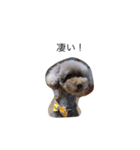 kawaii inu（個別スタンプ：6）