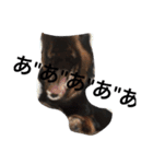 集まれダックス！（個別スタンプ：14）