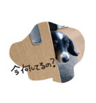 集まれダックス！（個別スタンプ：16）