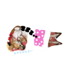 コーギーの花ちゃん（個別スタンプ：13）
