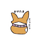 コーギーの花ちゃん（個別スタンプ：21）