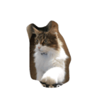 猫のあびちゃん（個別スタンプ：1）