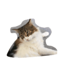 猫のあびちゃん（個別スタンプ：2）