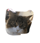 猫のあびちゃん（個別スタンプ：5）