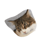 猫のあびちゃん（個別スタンプ：6）