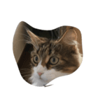 猫のあびちゃん（個別スタンプ：8）