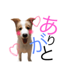 うちのボーダーコリー（個別スタンプ：1）