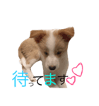 うちのボーダーコリー（個別スタンプ：7）