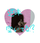 アメショー（個別スタンプ：1）