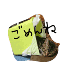 アメショー（個別スタンプ：2）