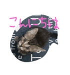 アメショー（個別スタンプ：3）