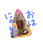 アメショー（個別スタンプ：5）