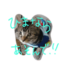 アメショー（個別スタンプ：6）