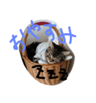 アメショー（個別スタンプ：8）