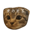 catanddogs（個別スタンプ：1）