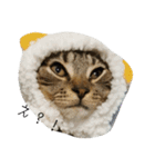 catanddogs（個別スタンプ：5）