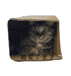 catanddogs（個別スタンプ：6）