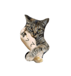 catanddogs（個別スタンプ：8）